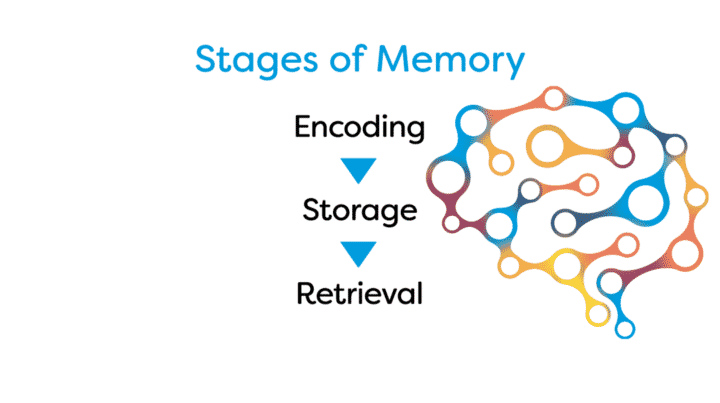 stages of memory