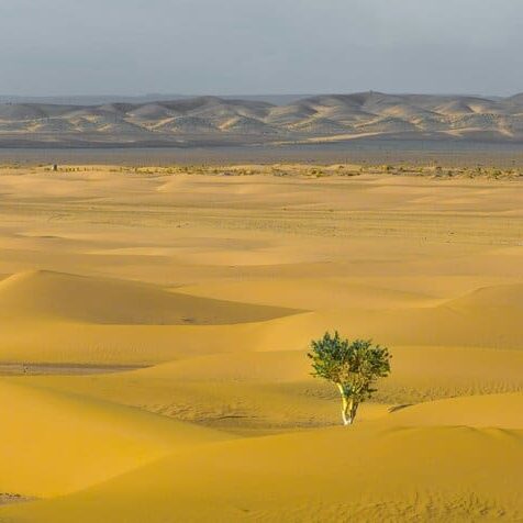 Few trees stay resilient in a barren dune sea.